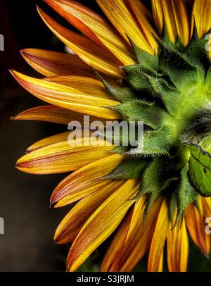 Rückseite einer Sonnenblume Stockfoto