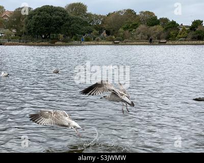 Junge Möwen fliegen tief über Wasser Stockfoto