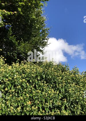 Efeu blüht und Buche im Oktober in einem Garten, Vereinigtes Königreich Stockfoto