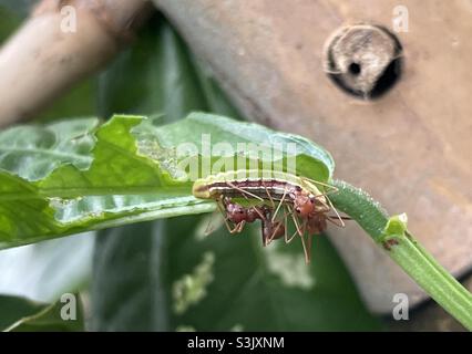 Symbiose aus Weberameisen und Larve des lykaeniden Schmetterlings, die auf der langbohnigen Pflanze in Malaysia gefunden wurde. Stockfoto