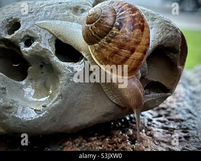 Eine gemeinsame Gartenschnecke, Cornu aspersum, krabbelt nach einem Regen über einen Felsen und sucht nach Nahrung. Stockfoto