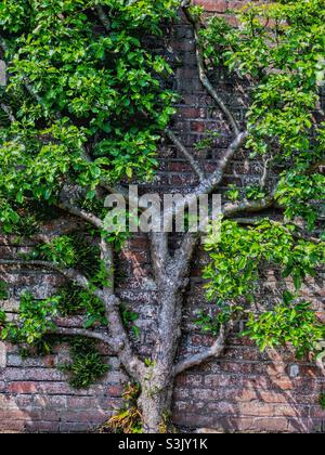 Birnbaum wächst auf Ziegelmauern in einem ummauerten Garten im Threave Garden in der Nähe von Castle Douglas, Dumfries und Galloway, Schottland. Stockfoto