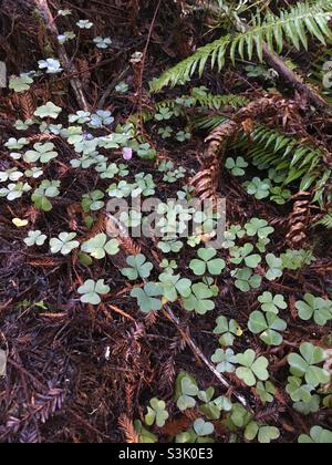 Oxalis Oregana oder Redwood Sorrel Plant Stockfoto