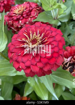 Rote Zinnien in Blüte Stockfoto