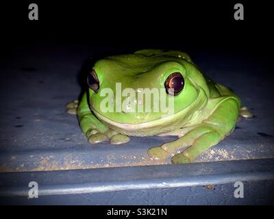 Happy Australian Green Tree Frog (Ranoidea caerulea) bereit für die Aktion auf einem Wasserbehälter. Stockfoto