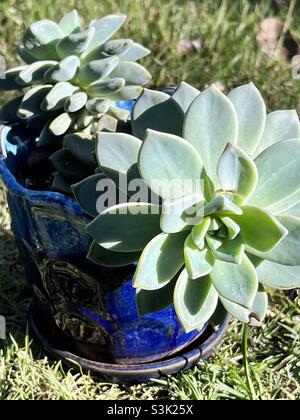 Schöne blaugraue Sukulente in blau glasierten Keramiktopf. Stockfoto