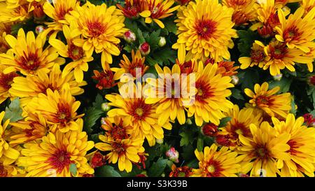 Gelbe rote Daisen Stockfoto