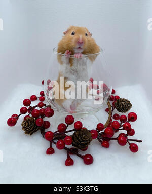 Süßer syrischer Hamster im Glas mit Weihnachtsschmuck Stockfoto