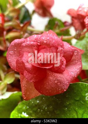 Schöne Begonia-Blüte mit roten Blütenblättern und Wassertropfen. Stockfoto
