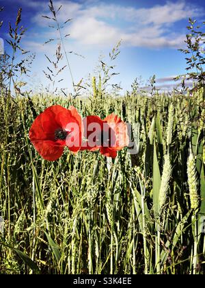 Rote Mohnblumen in Blüte am Rande eines Weizenfeldes im Sommer, North Yorkshire, England, Vereinigtes Königreich Stockfoto