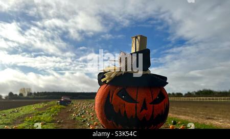 Halloween Vogelscheuche im Kürbisfeld. Stockfoto