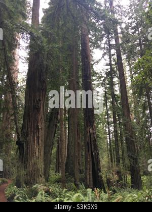 Redwood Trees at Lady Bird Johnson Grove Trail Redwoods National and State Park California Stockfoto