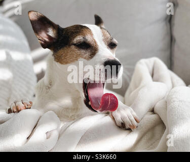 Der Hund Jack Russell Terrier gähnt, während er auf einer weißen Fleecedecke auf einem Sofa im Sonnenlicht liegt. Stockfoto