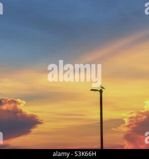 Die Möwe thront auf einem Lichtmast mit Sonnenuntergang im Hintergrund Stockfoto