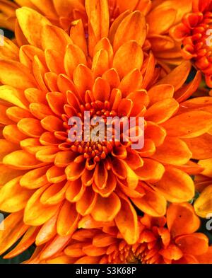 Nahaufnahme der barberton-Gänseblümchen-Blüte Stockfoto