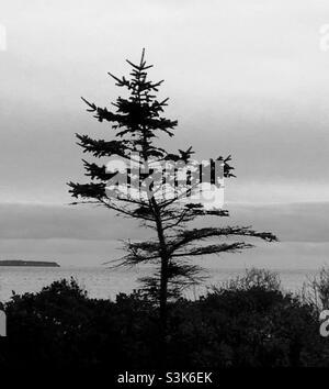 Ein einziger immergrüner Baum, der in einem kleinen Park in der Nähe der Ostküste Kanadas am Wasser überlebt Stockfoto