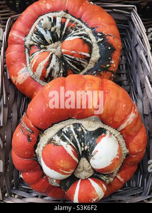 Turban zerquetscht sich in einen Korb. Stockfoto