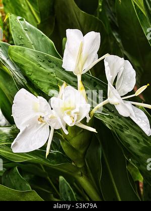 Hedychium coronarium auch bekannt als Ingwerlilie oder Schmetterlingslilie oder weiße Ingwerlilie. Stockfoto