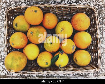 Korb mit reifen Orangen frisch aus einem Garten in Spanien gepflückt Stockfoto