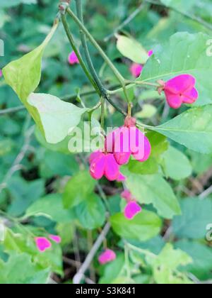 Spindelbaum rosa Früchte im Herbst Stockfoto