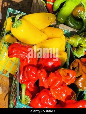 Verschiedene Farben von Paprika Stockfoto