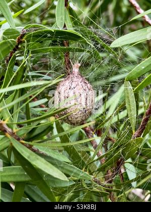 Eiersack einer gelben Gartenspinne, umgeben von einem Spinnennetz. Es befindet sich in einem Flaschenbürstenbaum. Stockfoto