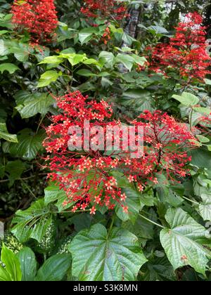 Schöne tropische rote Pagodenblüte Stockfoto