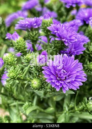 Lila gefärbte Aster Blumen in einem Garten im Hinterhof. Stockfoto