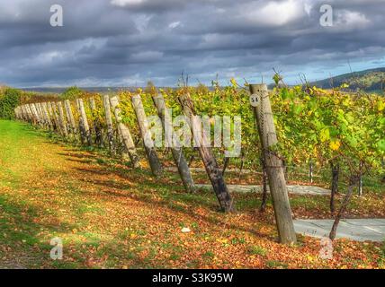 Herbstansicht des Weinguts Hambledon mit Reihen von Reben nach Abschluss der Ernte. Stockfoto