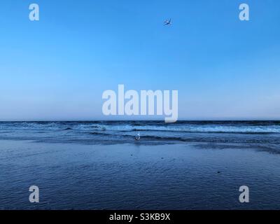 Möwe in der Küste und ein Flugzeug fliegen. Stockfoto