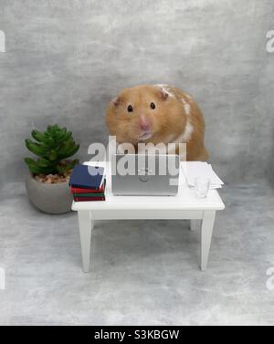 Netter syrischer Hamster, der von zu Hause aus auf einem Laptop arbeitet Stockfoto