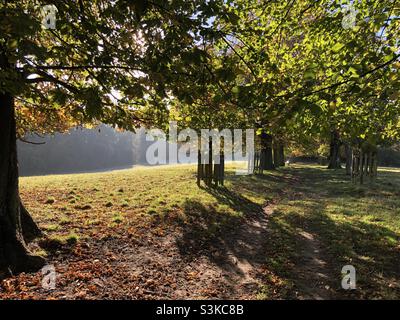 Spaziergang am frühen Morgen im Pishiobury Park, Hertfordshire Stockfoto