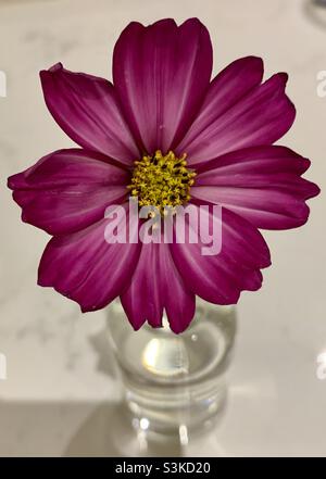 Rosa Kosmos Blume in Glasvase Stockfoto