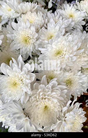 Nahaufnahme eines schönen weißen Chrysanthemenbuketts Stockfoto