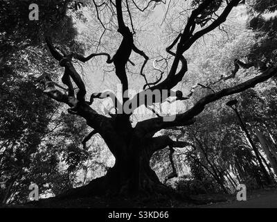 Baum im botanischen Garten Brisbane Stockfoto