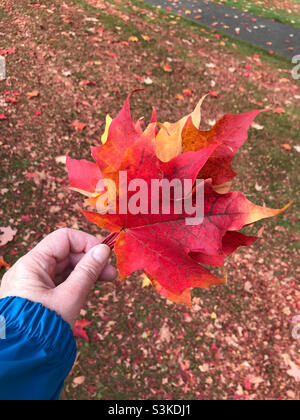 Frauenhand mit mehreren roten Ahornblättern im Herbst. Stockfoto