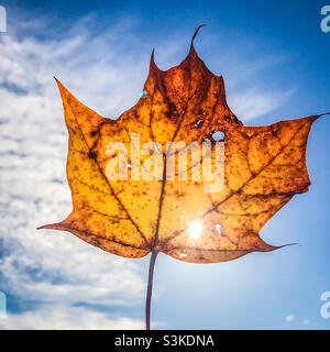 Ein Norwegenahornblatt im Herbst Stockfoto