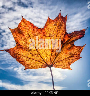 Ein Norwegenahornblatt im Herbst Stockfoto