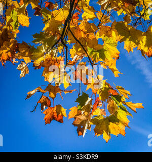 Norwegen Ahornbaum mit Herbstblättern Stockfoto