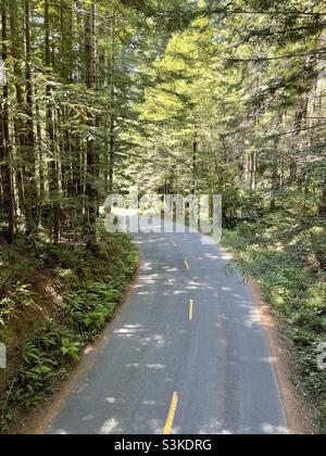 Eine Straße, die sich durch den Wald von Nordkalifornien schlängelt. Stockfoto