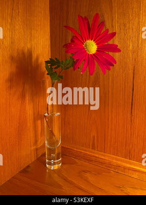 Einzelne Mutter Blume in einer Glasvase, Holz Hintergrund Stockfoto