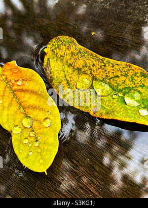 Regen fällt auf gelbe, herbstich Blätter Stockfoto