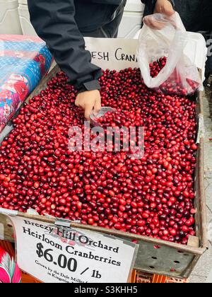 Frische lokale Preiselbeeren auf einem Bauernmarkt Stockfoto