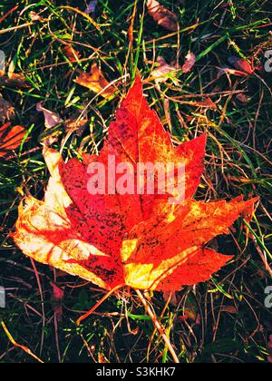 Herbstblätter im Grashintergrund. Stockfoto