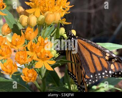 Ein Monarchschmetterling kurvt seinen Bauch und legt Eier auf eine blühende Milchkrautpflanze Stockfoto