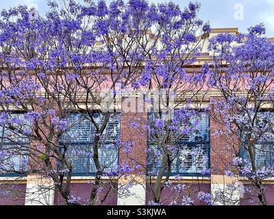 Blühender Jacaranda-Baum vor einem Mehrfamilienhaus in Northbridge Perth Western Australia Stockfoto