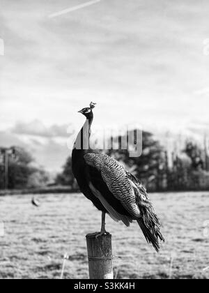 Pfau auf einem Zaun schwarz und weiß Stockfoto