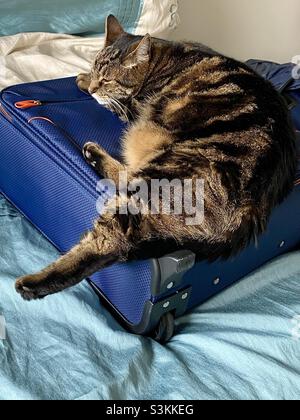 Eine tabby-Katze streckte sich auf einen Koffer Stockfoto