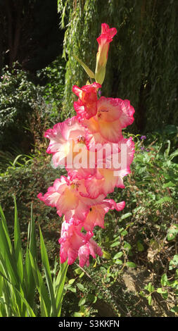 Rosa Gladiolusblüte in einem Garten im August, Großbritannien Stockfoto