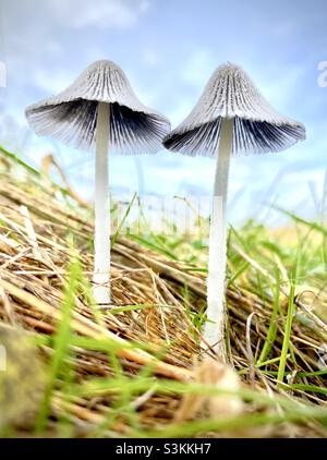 Zwei Wildpilze wachsen im Grasland Stockfoto